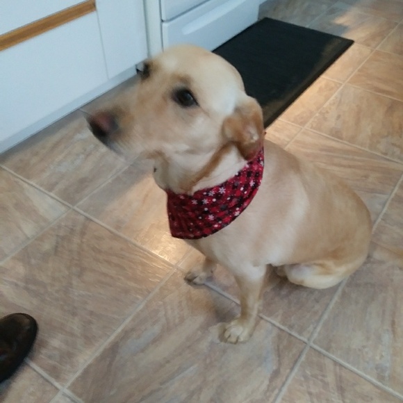 Meet your Posher, Susan - Picture 1 of 1